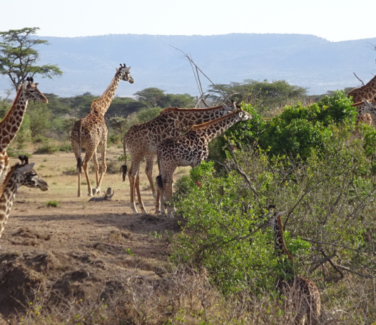 Some 539 Giraffe Documented in Masai Mara’s Ol Kinyei Conservancy