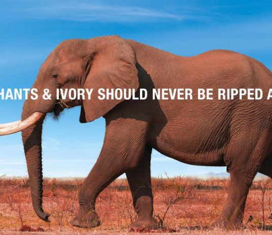 Kenya to Propose Total Ban of Ivory Trade at CITES Conference