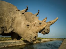Eggs Harvested from Last Northern White Rhinos in Bid to Stop Extinction