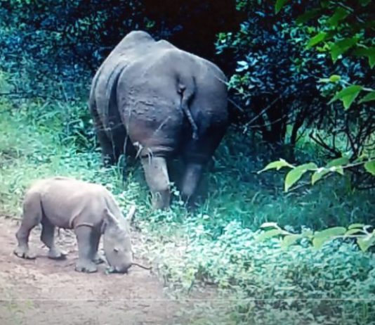 KWS Seeks Name For Nairobi National Park Born Baby Rhino