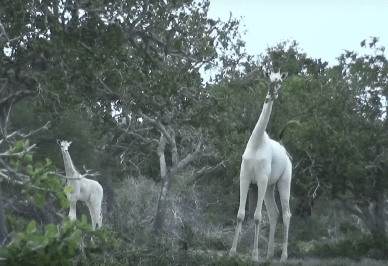 Poachers Kill Two Rare White Giraffes in Kenya SWARA Magazine