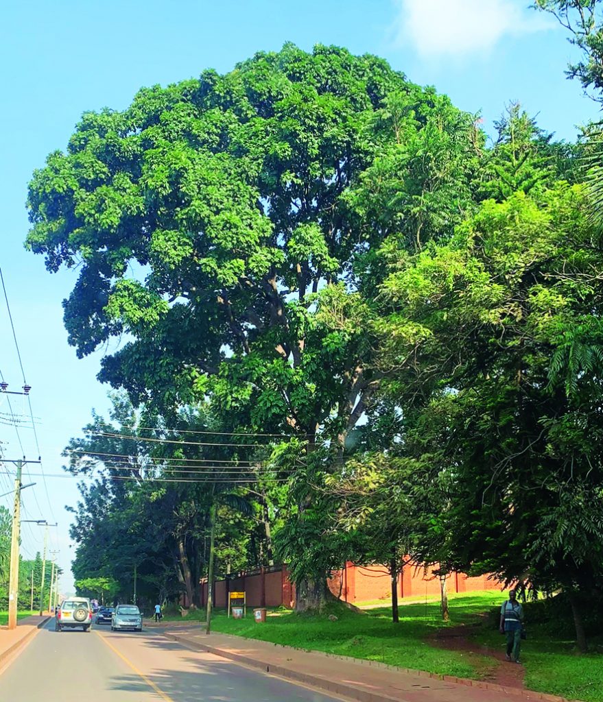 Astounding Progress Kampala’s Plan for Trees SWARA Magazine