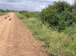 KWS, FoNNaP and Youth Unite to Remove Invasive Weed from Nairobi National Park