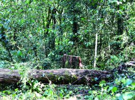 World Leaders Pledge to End Deforestation by 2030