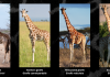IUCN Splits Giraffes into Four Species in Conservation Shake-Up