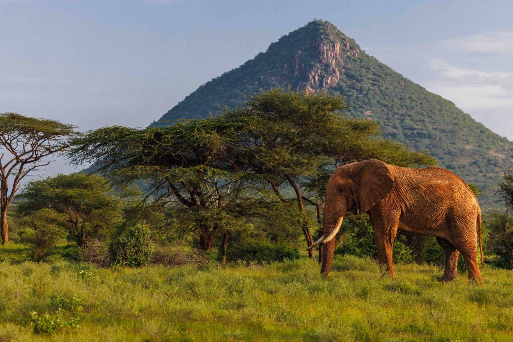 An elephant in Samburu National Reserve ©Thorstem Hanwald