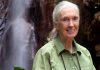 World-renowned primatologist Jane Goodall dies at 91