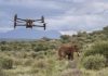 Elephants Learn to Ignore Drones, Opening New Doors for Research