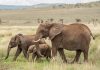 Mystery surrounds 15 elephant deaths in Amboseli