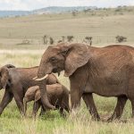 Mystery surrounds 15 elephant deaths in Amboseli