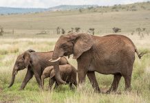 Mystery surrounds 15 elephant deaths in Amboseli