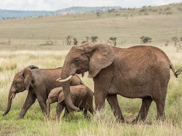 Mystery surrounds 15 elephant deaths in Amboseli