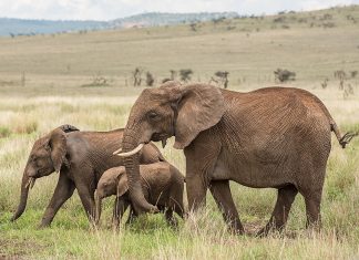 Mystery surrounds 15 elephant deaths in Amboseli