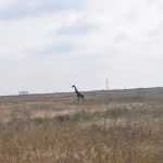 Nairobi National Park Development Plans Reignite Conservation Debate
