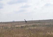 Nairobi National Park Development Plans Reignite Conservation Debate