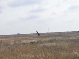 Nairobi National Park Development Plans Reignite Conservation Debate