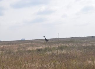 Nairobi National Park Development Plans Reignite Conservation Debate