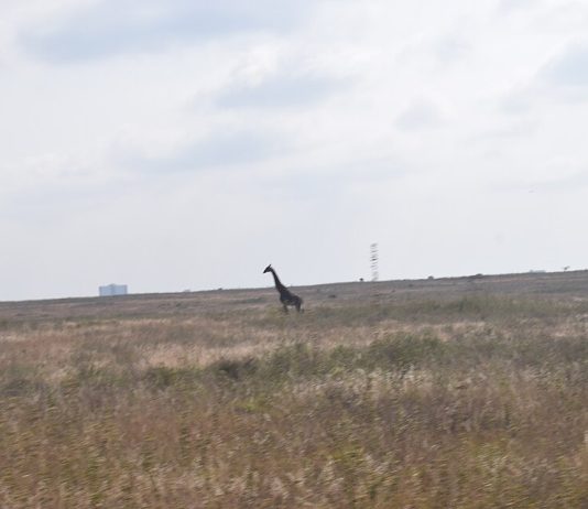 Nairobi National Park Development Plans Reignite Conservation Debate
