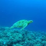 The Missing Science of Ocean Regeneration