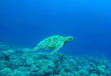 The Missing Science of Ocean Regeneration