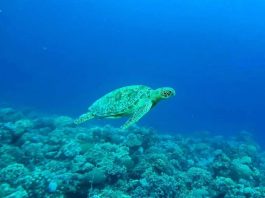 The Missing Science of Ocean Regeneration