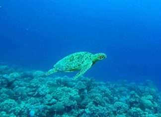 The Missing Science of Ocean Regeneration