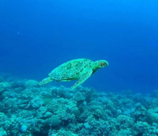 The Missing Science of Ocean Regeneration
