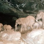 Kenya’s Mount Elgon Elephants May Use Plants Medicinally