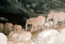 Kenya’s Mount Elgon Elephants May Use Plants Medicinally