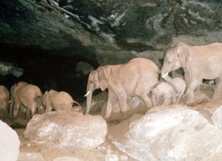 Kenya’s Mount Elgon Elephants May Use Plants Medicinally