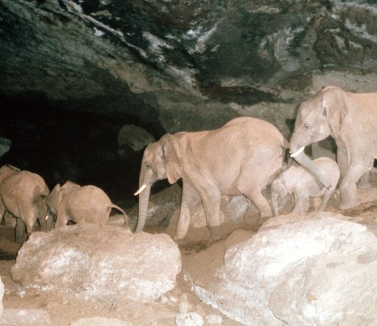 Kenya’s Mount Elgon Elephants May Use Plants Medicinally